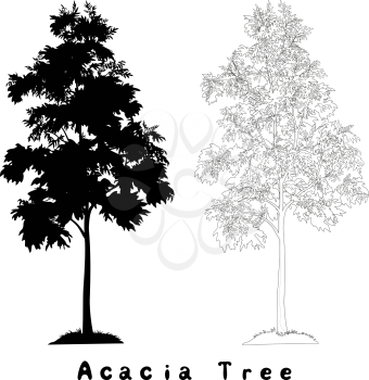Acacia tree with leaves and grass, black silhouette, contours and inscriptions on white background. Vector