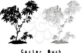 Castor Plant with Leaves, Fruits and Grass Black Contours, Silhouette and Inscriptions Isolated on White Background. Vector