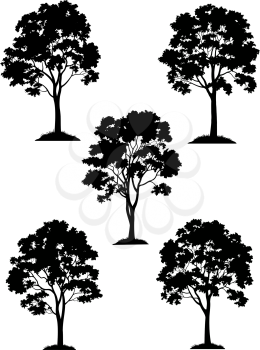 Set Maple Trees on Grass, Black Silhouette Isolated on White Background. Vector