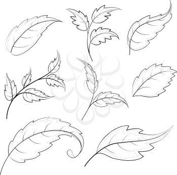 Leaves of various plants, set vector contours on a white background