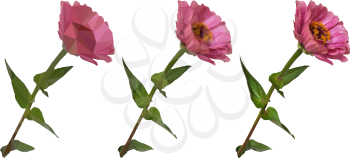 Flower Zinnia Low Poly Isolated on White Background, Symbolic and Realistic Options. Vector