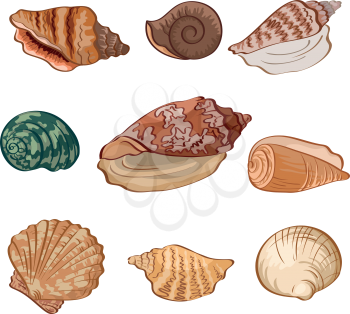 Set different seashells isolated on white background. Vector