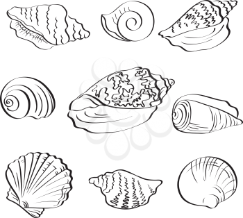 Set different marine seashells, black contour on white background. Vector