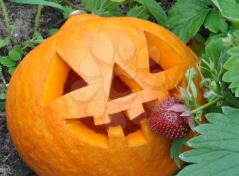 Humorous Image, Symbol Holiday Halloween Pumpkins Jack ? Lantern Eating Red Strawberries