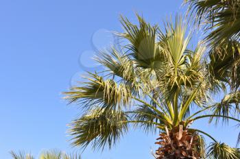 Green Coconut Tropical Palm Tree and Blue Sky