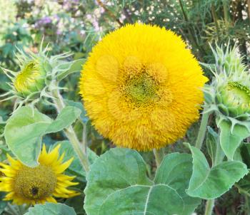 Decorative yellow sunflowers with green leaves growing in the garden
