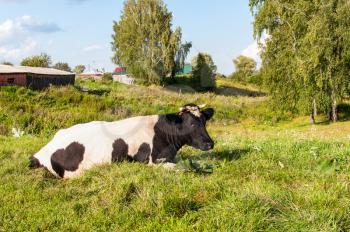 Country cow on the grass at the edge of a birch forest on the background of the village, Western Siberia, Russia