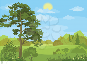 Summer landscape with pine and fir trees, bushes, flowers, grass, sun and blue sky. Vector