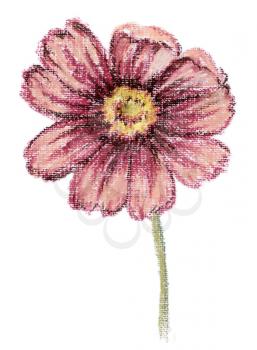 Flower of a cosmos. Picture, pastel, hand-draw on white paper