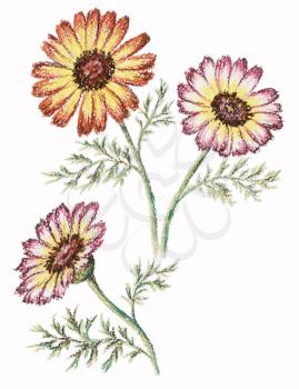 Flowesr of a chrysanthemum. Picture, pastel, hand-draw on white paper