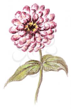 Flower of a Zinnia. Picture, pastel, hand-draw on white paper