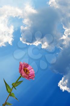 Pink flower Zinnia with green leaves and blue sky