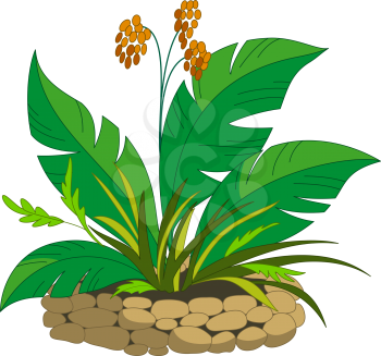 Bed with a Tropical Plant with Orange Berries. Vector