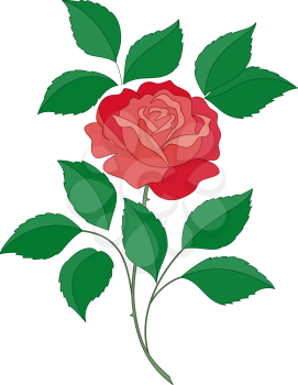 Flower rose with green leaves and red petals isolated on white background. Vector