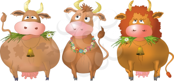 Three thick kind cows eat a green grass, isolated on white background. Vector