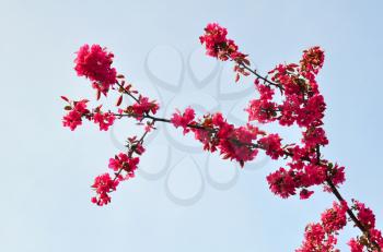 Spring Branch of a Blossoming Plum Tree with Pink Flowers and Blue Sky