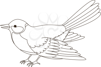 Bird titmouse, black contours on white background. Vector