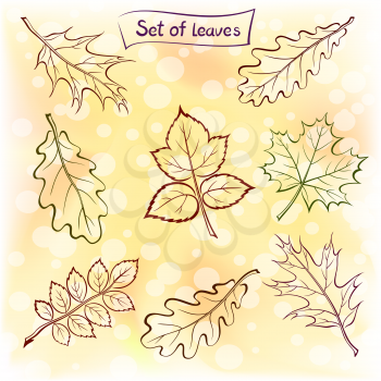 Set of Pictograms Plant Leaves, Oak, Iberian Oak, Maple, Raspberry, Dogrose. Nature Yellow and Orange Autumn Background. Eps10, Contains Transparencies. Vector