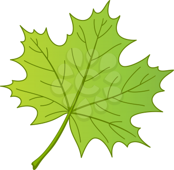 Leaf of a maple isolated on white background. Vector