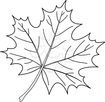 Leaf of a maple, nature symbol, monochrome vector, isolated, contour