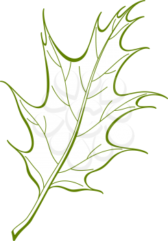 Leaf of tree oak Iberian, nature vector, isolated pictogram