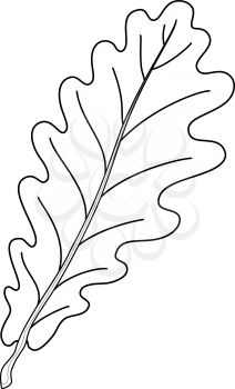 Leaf of oak tree, nature object, vector, isolated, contour