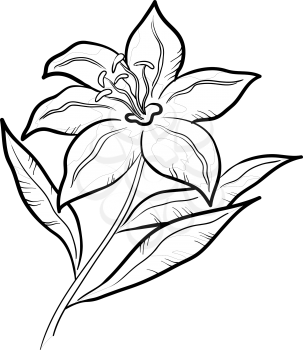 Flower lily, monochrome pictogram, isolated on white background. Vector