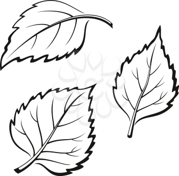 Set of Plant Pictograms, Birch Tree Leaves, Black on White. Vector
