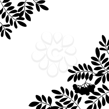 Black and white background, isolated silhouette of rowanberry branches and berries. Vector
