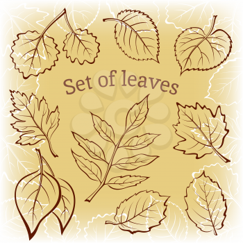 Set of Pictograms, Plant Leaves, Hawthorn, Poplar Silver, Aspen, Hazel, Linden, Ash-tree, Poplar, Elm Karagach. Brown Background. Vector