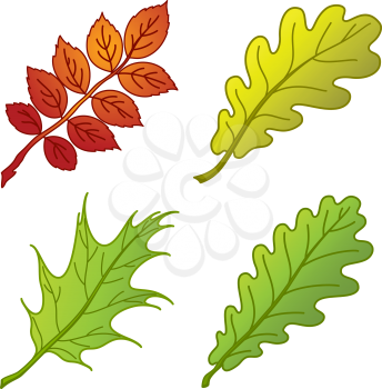 Leaves of plants, nature objects, vector, set: dogrose, oak, oak iberian