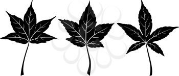 Set of Plant Pictograms, Liquidambar Styraciflua Tree Leaves, Black on White. Vector