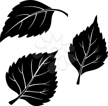 Set of Plant Pictograms, Birch Tree Leaves, Black on White. Vector