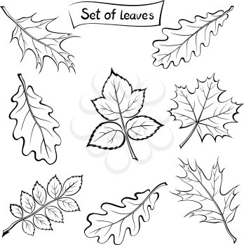 Set of Pictograms, Plant Leaves, Oak, Iberian Oak, Maple, Raspberry, Dogrose. Black on White Background. Vector