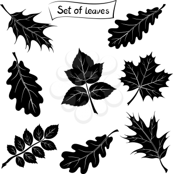 Set of Pictograms, Plant Leaves, Oak, Iberian Oak, Maple, Raspberry, Dogrose. Black on White Background. Vector