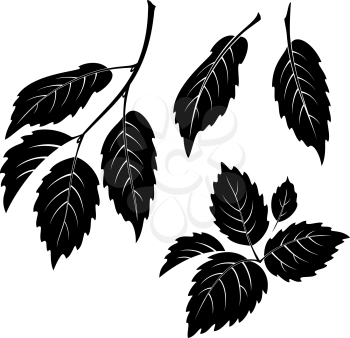 Set of Plant Pictograms, Elm Tree Leaves, Black on White. Vector