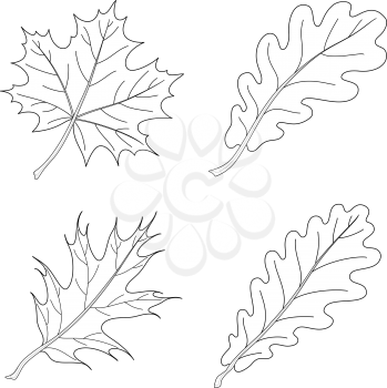 Leaves of plants, nature object, set, maple, oak, oak iberian, black contours isolated on white background. Vector