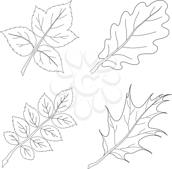 Leaves of plants, nature objects, vector, set contour: raspberry, oak, dogrose, oak iberian. Vector