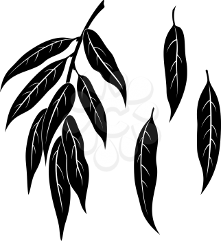 Set of Plant Pictograms, Willow Tree Leaves, Black on White. Vector