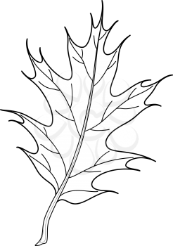 Leaf of tree oak Iberian, vector, nature object, contour