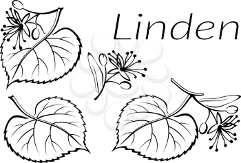 Set of Plant Pictograms, Linden Tree Leaves and Flowers, Black on White. Vector