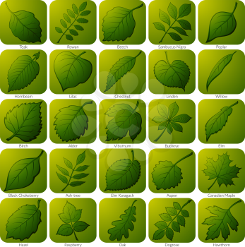 Set of Green Square Nature Icons with Pictogram Leaves of Various Plants, Trees and Shrubs. Eps10, Contains Transparencies. Vector