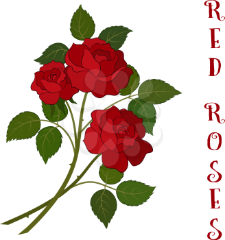 Roses Bouquet, Three Beautiful Red Flowers with Green Leaves, Floral Gift, Love Symbol for Your Holiday Design. Vector
