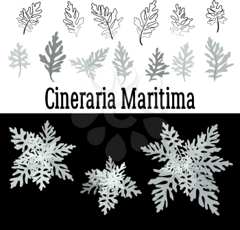 Set of Nature Elements, Leaves of Cineraria Maritima, Beautiful Silver Plant Isolated on White and Black Background, Color and Contour Versions. Vector