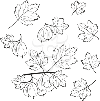 Set of Gooseberry, Berries and Leaves, Black Pictograms Isolated on White. Vector