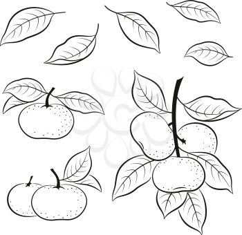 Set of Tangerines, Mandarins Orange Fruits and Leaves, Black Pictograms Isolated on White. Vector