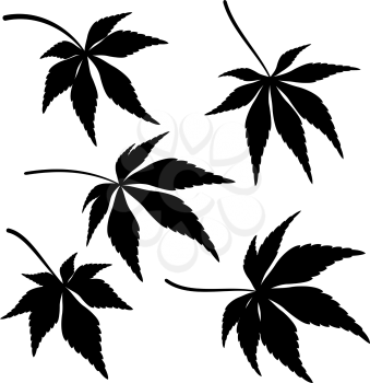 Set of Plant Pictograms, Japanese Fan Maple Tree Leaves, Black on White. Vector