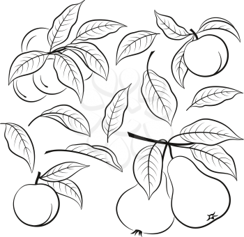 Set of Plant Brunches with Fruits of Peach and Pear and Leaves, Black Pictograms Isolated on White. Vector