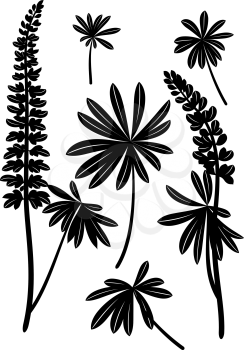 Set of Plant Pictograms, Lupine Leaves and Flowers, Black on White. Vector