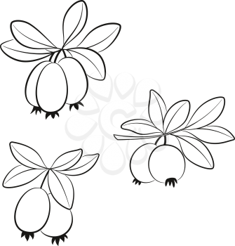 Set of Feijoa Branches, Fruits and Leaves, Black Pictograms Isolated on White. Vector